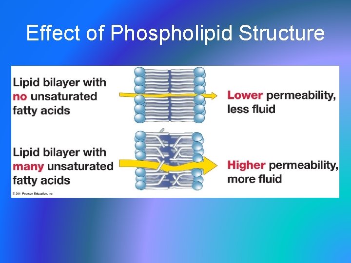 Effect of Phospholipid Structure 