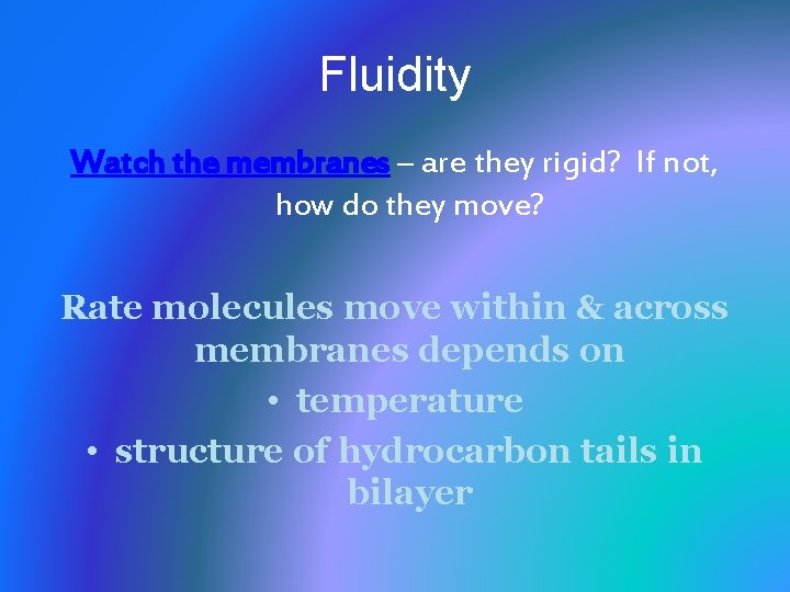 Fluidity Watch the membranes – are they rigid? If not, how do they move?