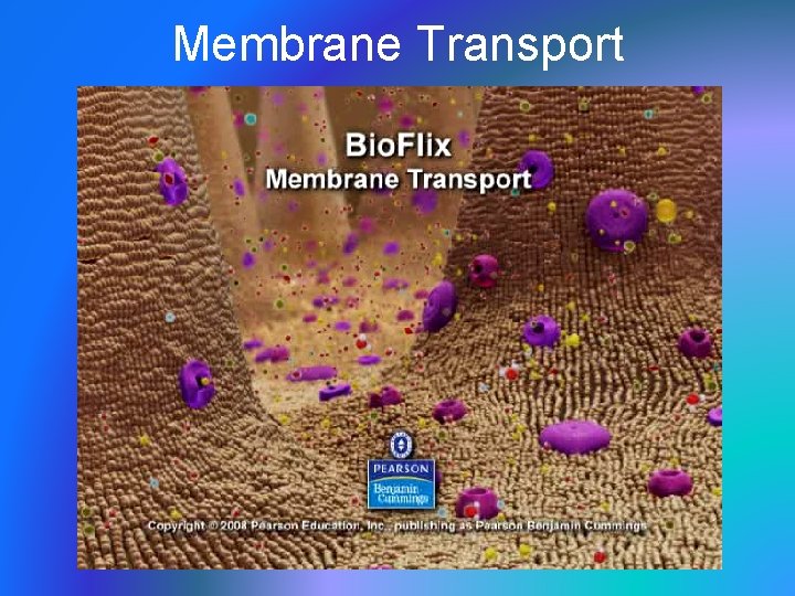 Membrane Transport 