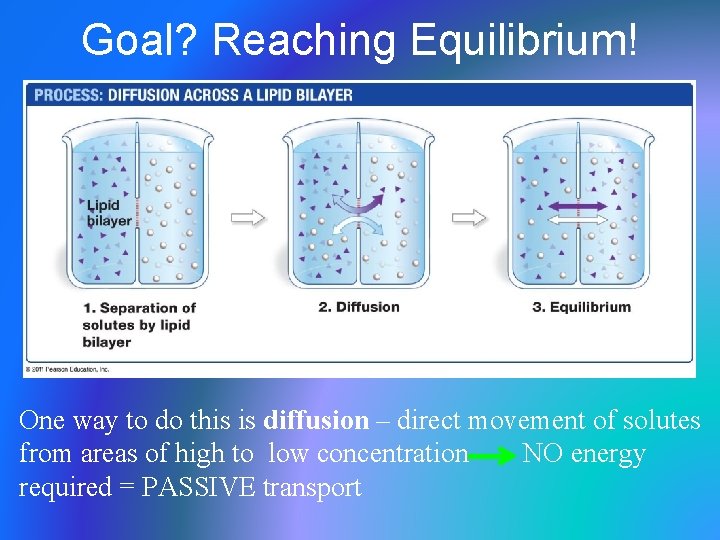 Goal? Reaching Equilibrium! One way to do this is diffusion – direct movement of