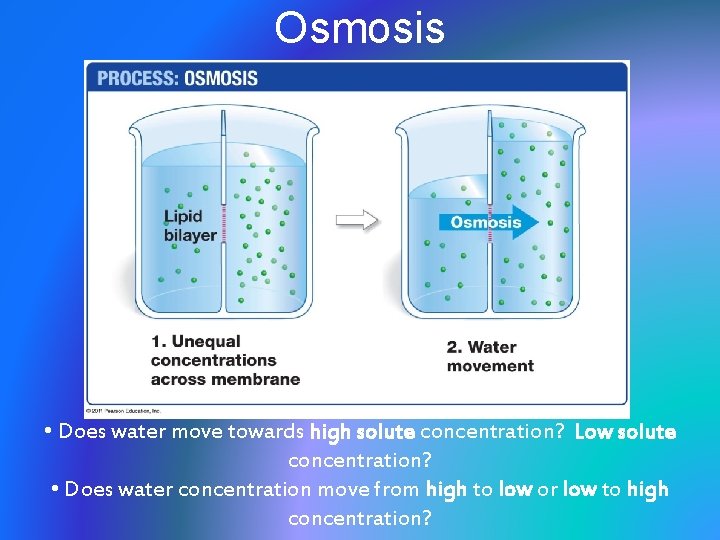 Osmosis • Does water move towards high solute concentration? Low solute concentration? • Does