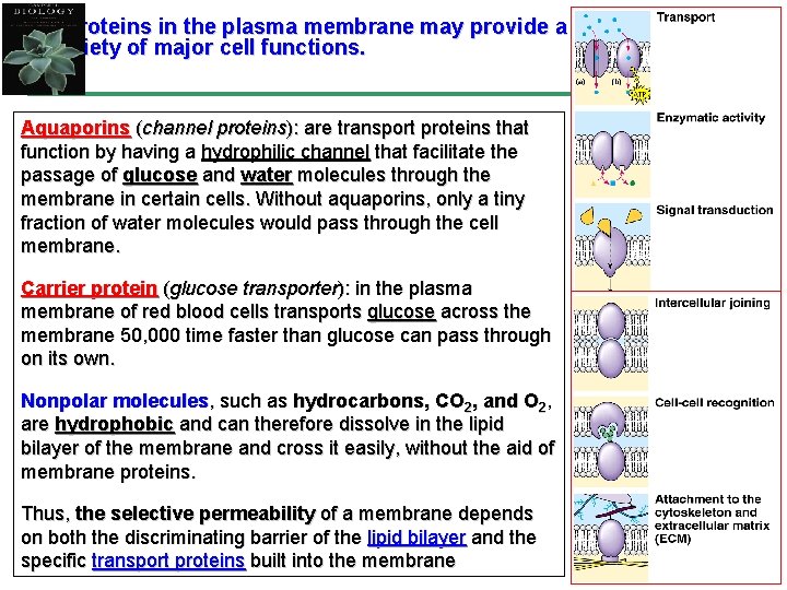 CHAPTER 5 MEMBRANE STUCTURE THE STRUCTURE AND FUNCTION