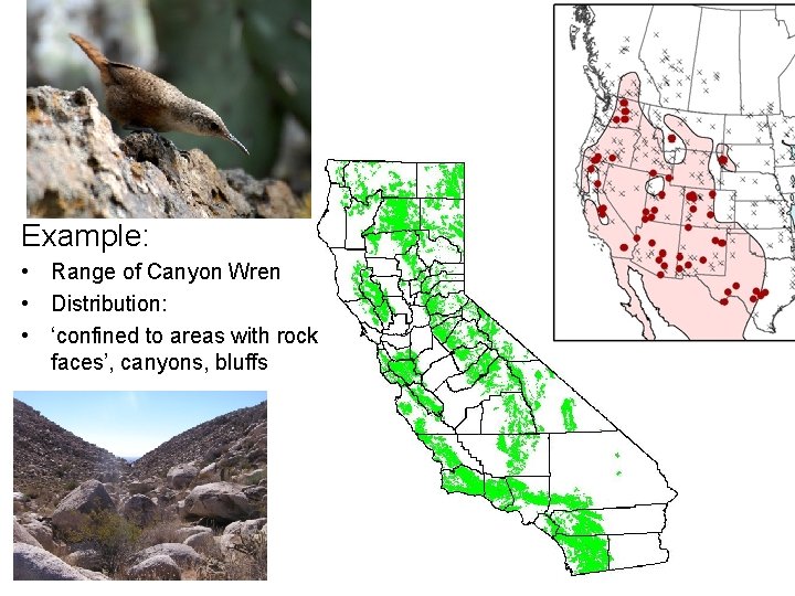 Example: • Range of Canyon Wren • Distribution: • ‘confined to areas with rock