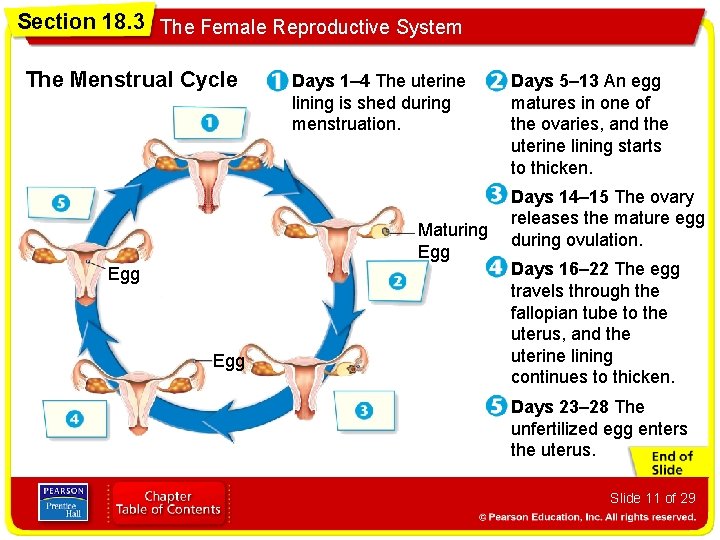 Section 18. 3 The Female Reproductive System The Menstrual Cycle Days 1– 4 The