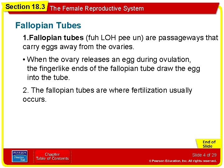 Section 18. 3 The Female Reproductive System Fallopian Tubes 1. Fallopian tubes (fuh LOH