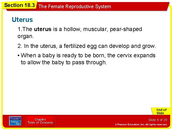 Section 18. 3 The Female Reproductive System Uterus 1. The uterus is a hollow,