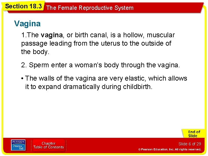 Section 18. 3 The Female Reproductive System Vagina 1. The vagina, or birth canal,