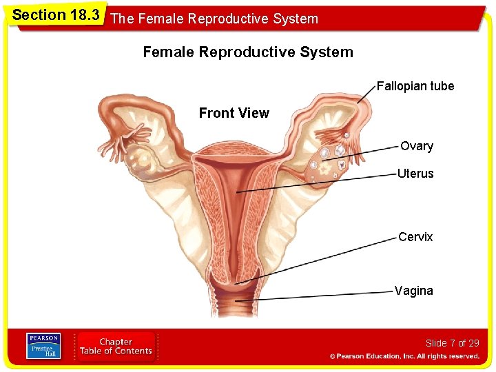 Section 18. 3 The Female Reproductive System Fallopian tube Front View Ovary Uterus Cervix