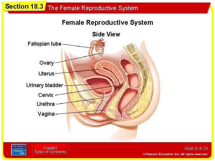 Section 18. 3 The Female Reproductive System Side View Fallopian tube Ovary Uterus Urinary