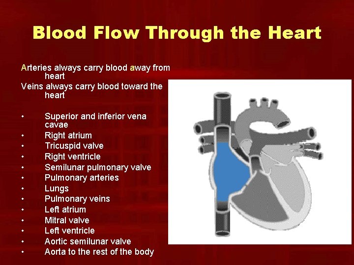 Blood Flow Through the Heart Arteries always carry blood away from heart Veins always Blood Flow Through the Heart Arteries always carry blood away from heart Veins always