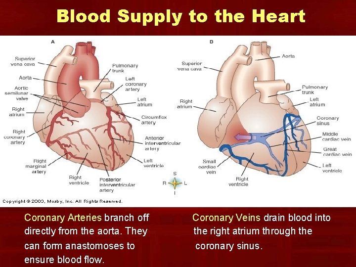 Blood Supply to the Heart Coronary Arteries branch off directly from the aorta. They Blood Supply to the Heart Coronary Arteries branch off directly from the aorta. They