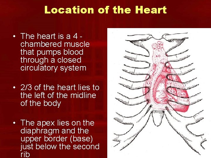Location of the Heart • The heart is a 4 chambered muscle that pumps Location of the Heart • The heart is a 4 chambered muscle that pumps