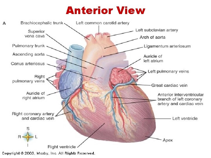 Anterior View  Anterior View
