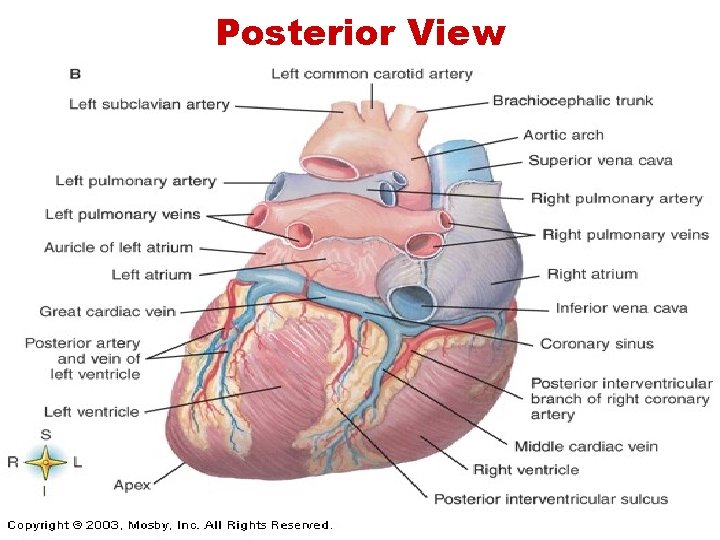 Posterior View  Posterior View