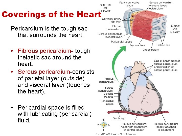 Coverings of the Heart Pericardium is the tough sac that surrounds the heart. • Coverings of the Heart Pericardium is the tough sac that surrounds the heart. •