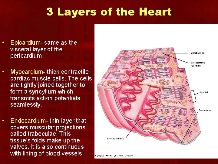 3 Layers of the Heart • Epicardium- same as the visceral layer of the 3 Layers of the Heart • Epicardium- same as the visceral layer of the