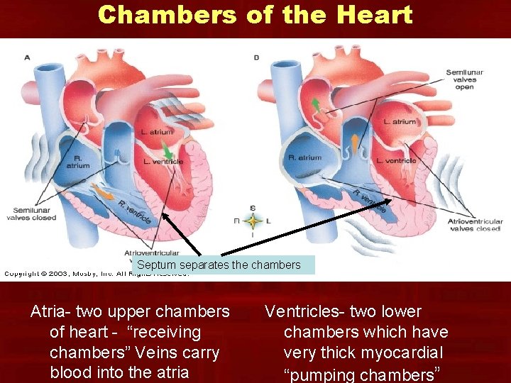 Chambers of the Heart Septum separates the chambers Atria- two upper chambers of heart Chambers of the Heart Septum separates the chambers Atria- two upper chambers of heart