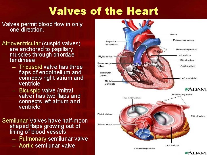 Valves of the Heart Valves permit blood flow in only one direction. Atrioventricular (cuspid Valves of the Heart Valves permit blood flow in only one direction. Atrioventricular (cuspid