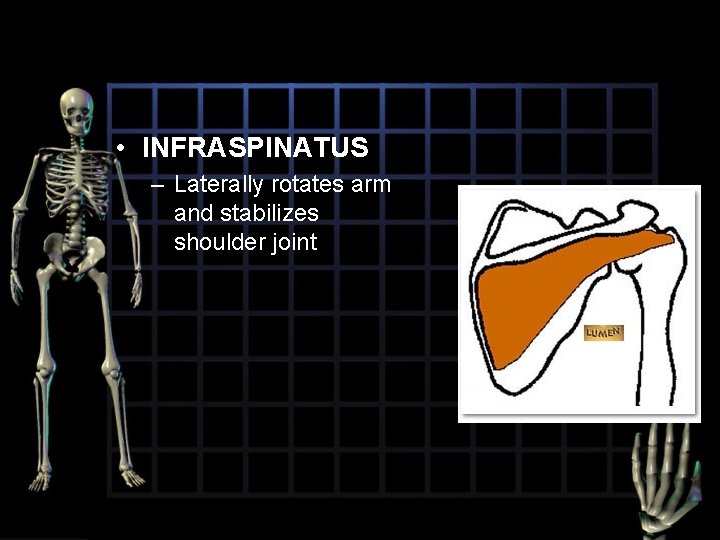  • INFRASPINATUS – Laterally rotates arm and stabilizes shoulder joint 