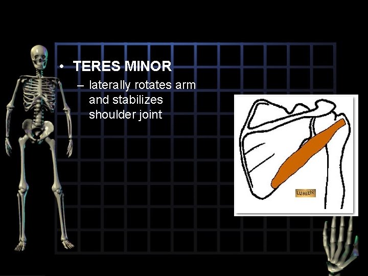  • TERES MINOR – laterally rotates arm and stabilizes shoulder joint 