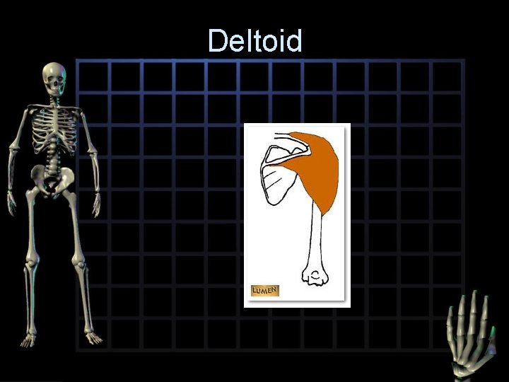 Deltoid 