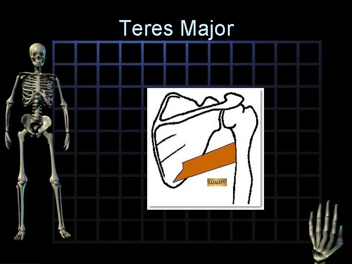 Teres Major 