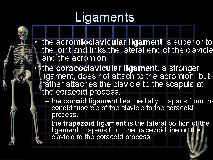 Ligaments • the acromioclavicular ligament is superior to the joint and links the lateral