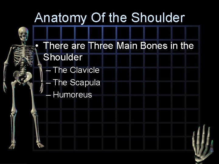 Anatomy Of the Shoulder • There are Three Main Bones in the Shoulder –