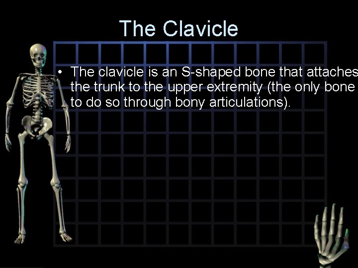 The Clavicle • The clavicle is an S-shaped bone that attaches the trunk to