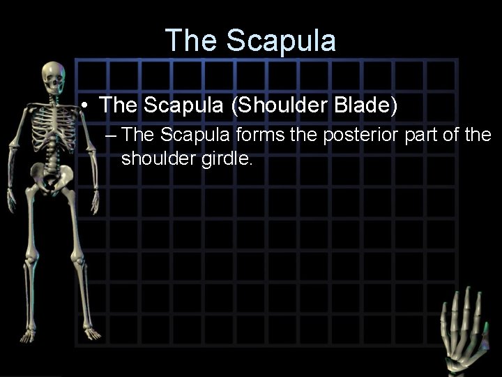 The Scapula • The Scapula (Shoulder Blade) – The Scapula forms the posterior part