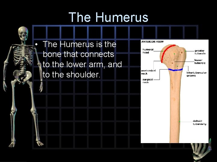 The Humerus • The Humerus is the bone that connects to the lower arm,