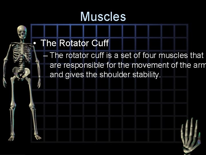 Muscles • The Rotator Cuff – The rotator cuff is a set of four