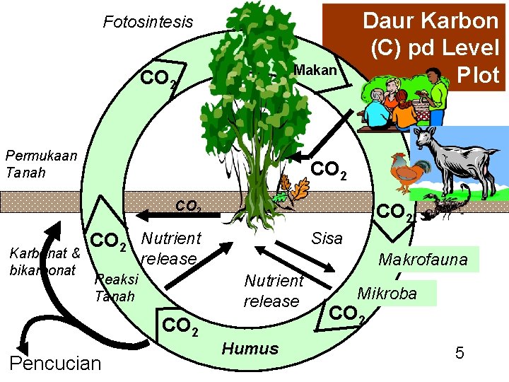 Fotosintesis Makan CO 2 Permukaan Tanah Daur Karbon (C) pd Level Plot CO 2