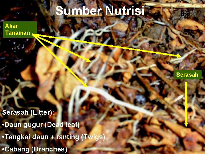 Sumber Nutrisi 8. 9 Akar Tanaman Serasah (Litter): • Daun gugur (Dead leaf) •