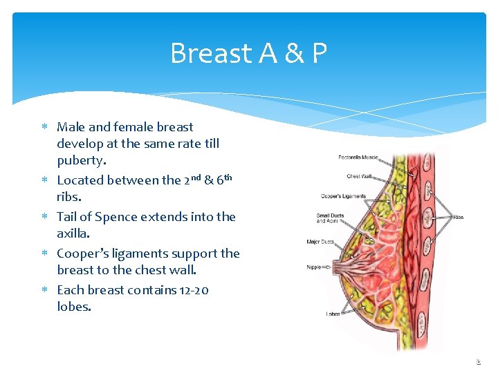 Breast A & P Male and female breast develop at the same rate till