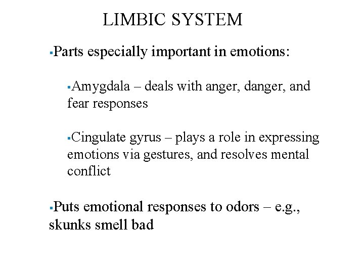 LIMBIC SYSTEM § Parts especially important in emotions: Amygdala – deals with anger, danger,