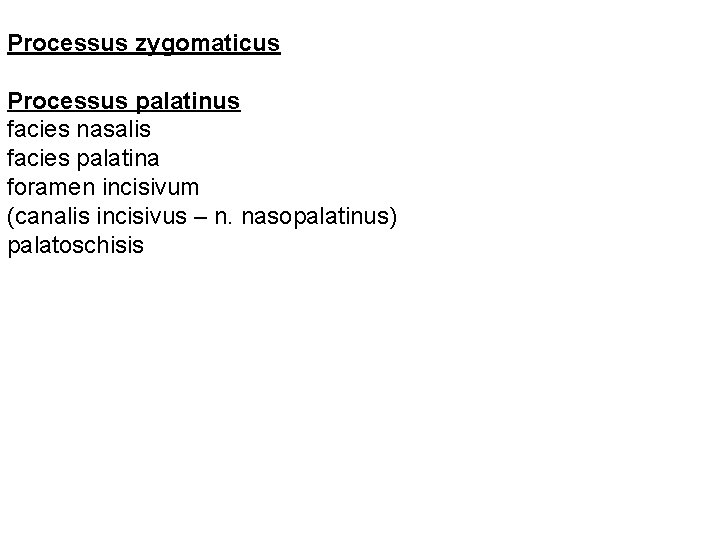 Processus zygomaticus Processus palatinus facies nasalis facies palatina foramen incisivum (canalis incisivus – n.