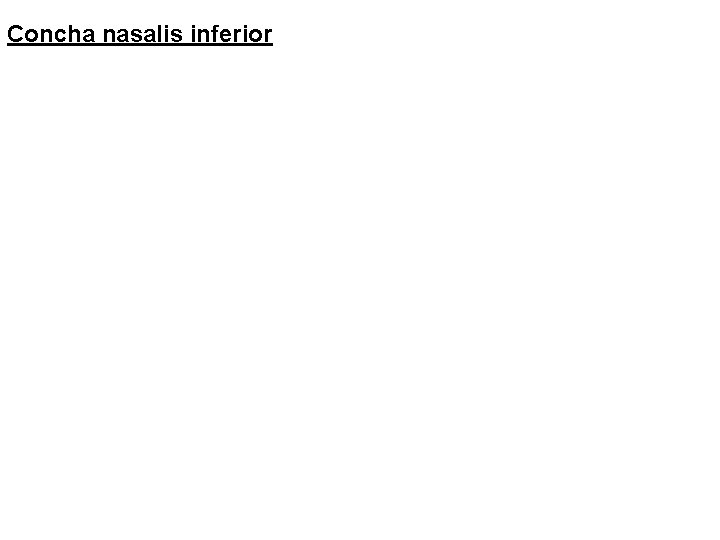 Concha nasalis inferior 