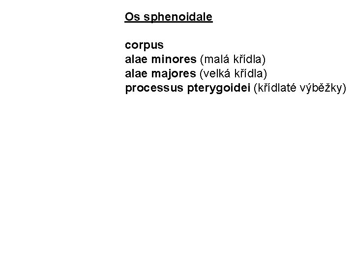 Os sphenoidale corpus alae minores (malá křídla) alae majores (velká křídla) processus pterygoidei (křídlaté