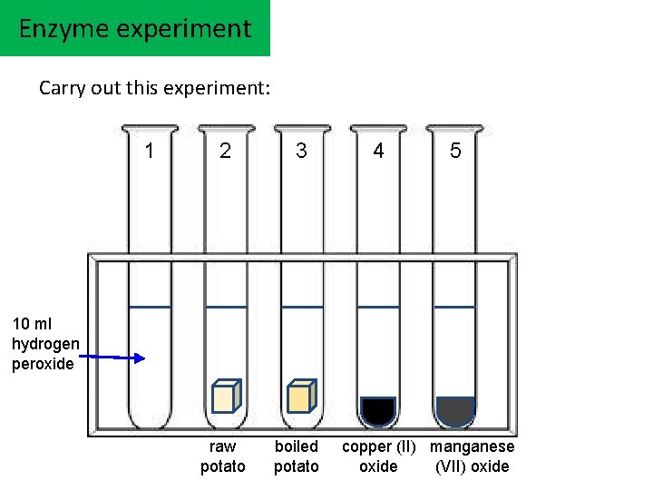 Enzyme experiment Carry out this experiment: 1 2 3 4 5 10 ml hydrogen Enzyme experiment Carry out this experiment: 1 2 3 4 5 10 ml hydrogen