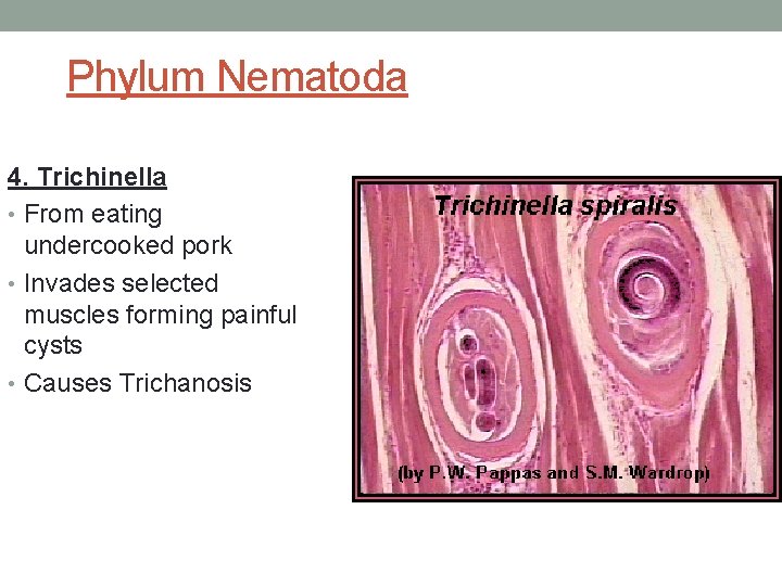 Phylum Nematoda 4. Trichinella • From eating undercooked pork • Invades selected muscles forming