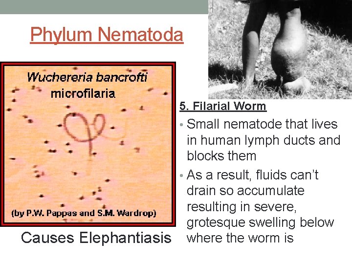 Phylum Nematoda 5. Filarial Worm • Small nematode that lives in human lymph ducts