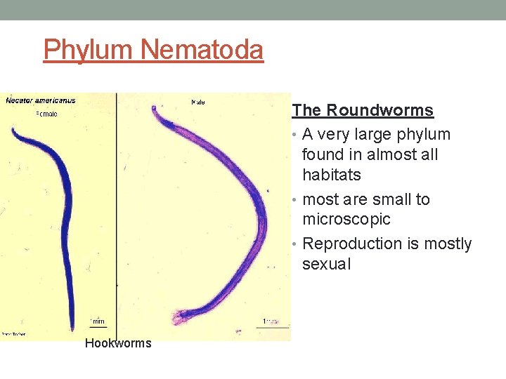 Phylum Nematoda The Roundworms • A very large phylum found in almost all habitats