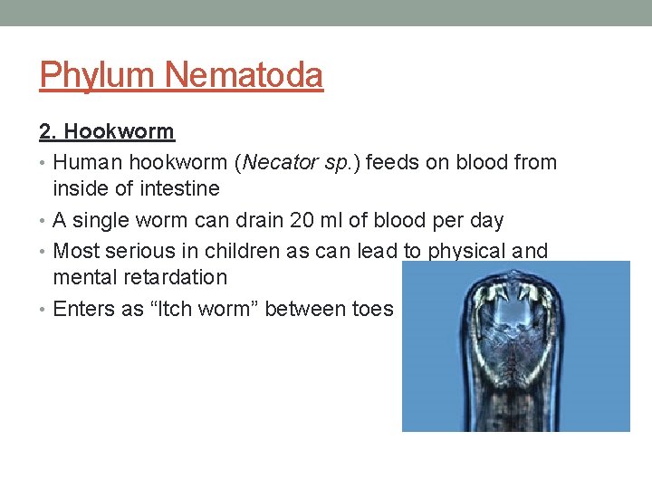 Phylum Nematoda 2. Hookworm • Human hookworm (Necator sp. ) feeds on blood from
