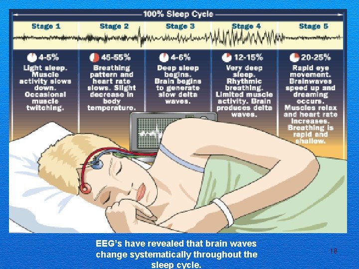 EEG’s have revealed that brain waves change systematically throughout the sleep cycle. 18 