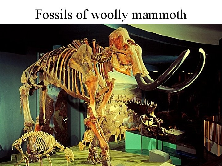 Fossils of woolly mammoth 