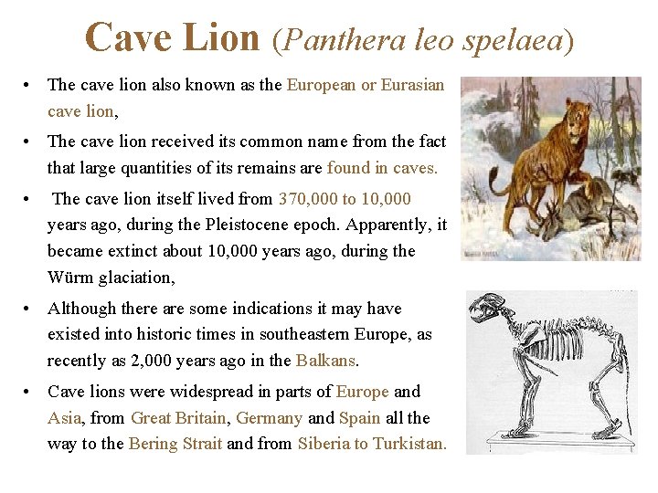 Cave Lion (Panthera leo spelaea) • The cave lion also known as the European