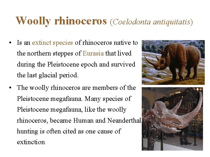 Woolly rhinoceros (Coelodonta antiquitatis) • Is an extinct species of rhinoceros native to the