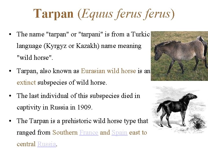 Tarpan (Equus ferus) • The name "tarpan" or "tarpani" is from a Turkic language
