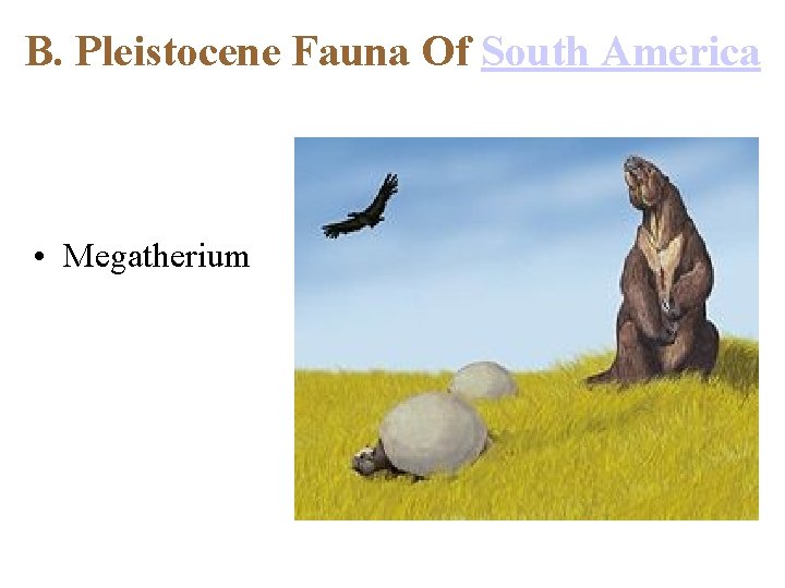 B. Pleistocene Fauna Of South America • Megatherium 